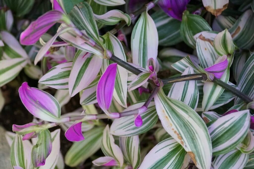 Comment prendre soin de Tradescantia Nanouk à la maison