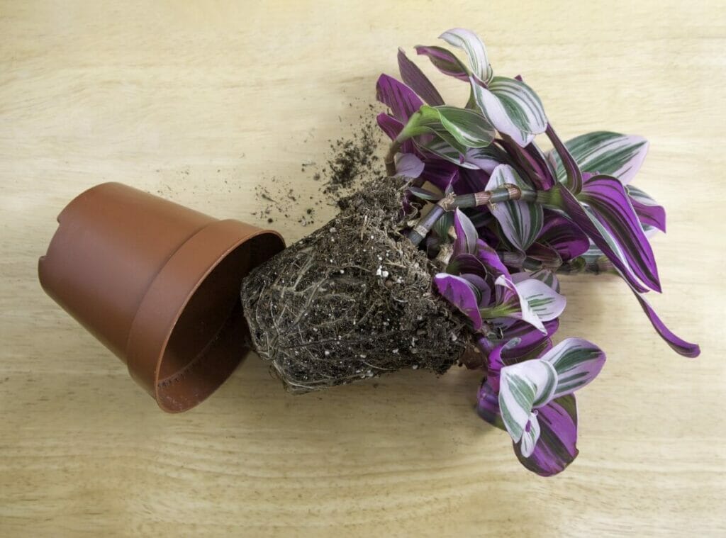 Comment cultiver Tradescantia Nanouk à la maison