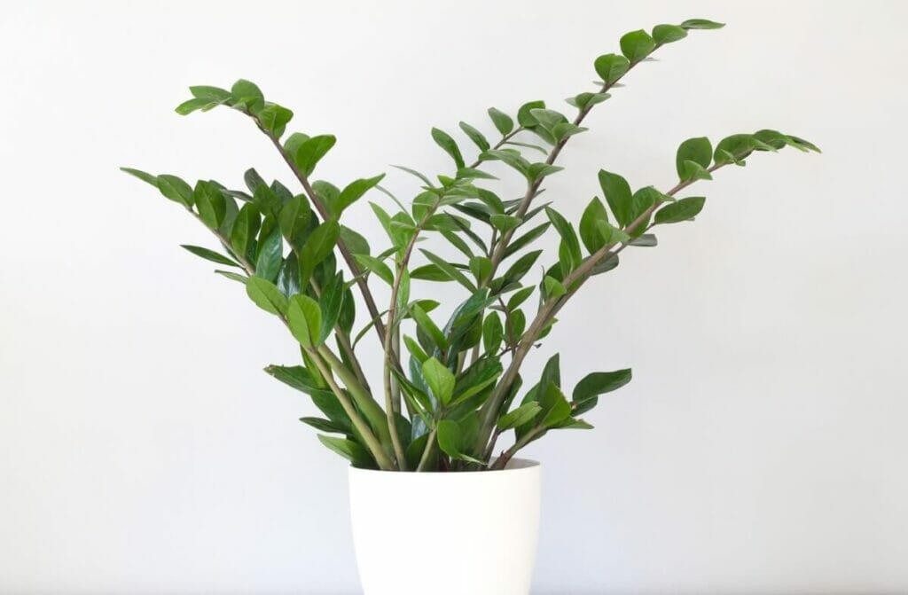 A propos de ZZ Plants