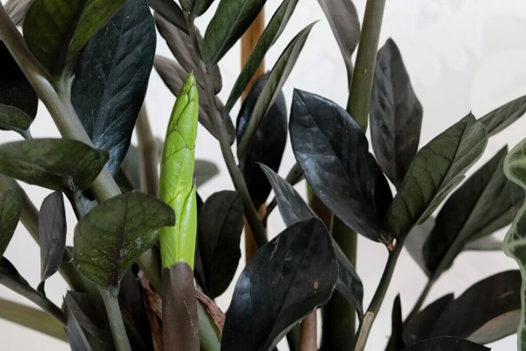 Tous les types de plantes ZZ sont-ils toxiques ?
