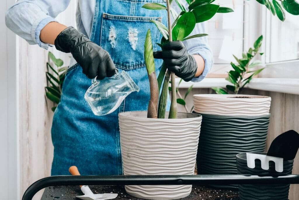 Conseils et considérations pour la manipulation des plantes ZZ