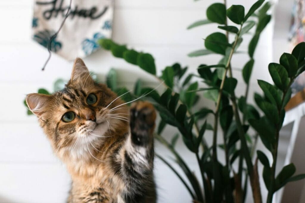 Qu'arrive-t-il à vos animaux de compagnie s'ils mâchent ou ingèrent une partie d'une plante ZZ ?