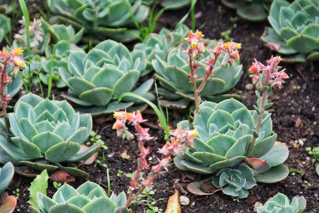 Quand arroser une succulente