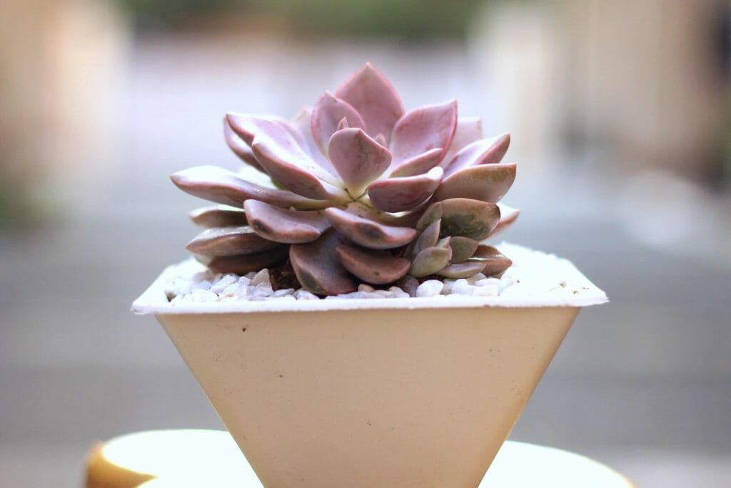 A quelle fréquence dois-je arroser ma plante succulente ?