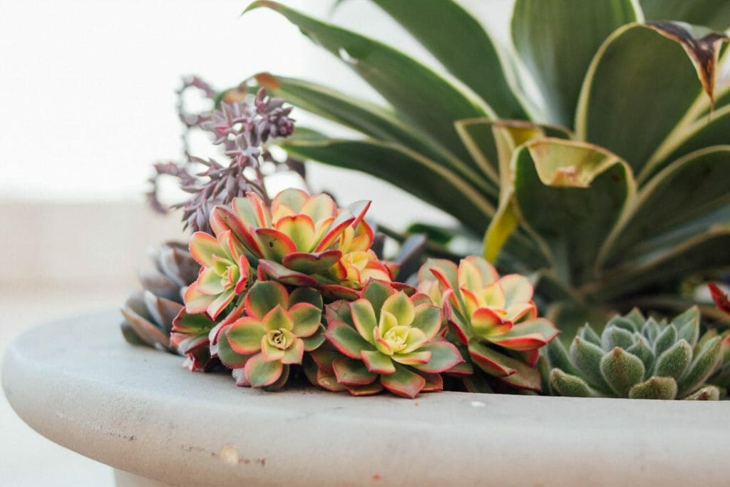 A quelle fréquence dois-je arroser une plante succulente ?