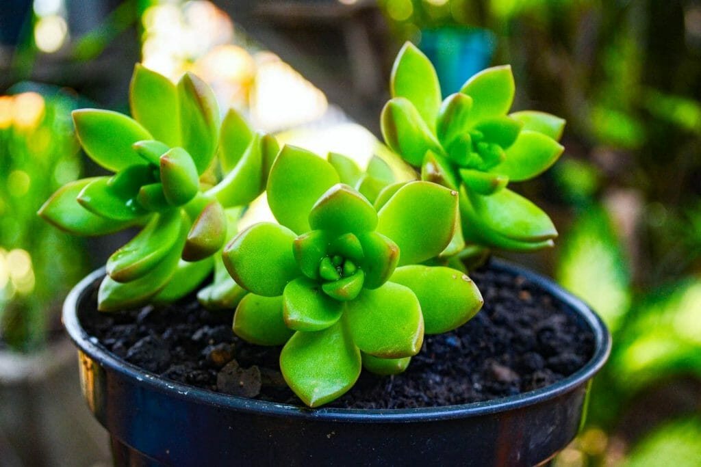 Arrosage des succulentes après rempotage