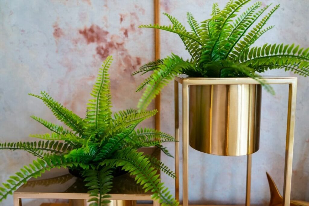 Les fougères de Boston sont des plantes d'intérieur nécessitant peu d'entretien.