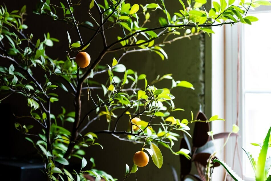 L'âge de la plante