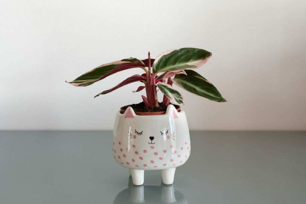 Comment cultiver le Stromanthe Triostar