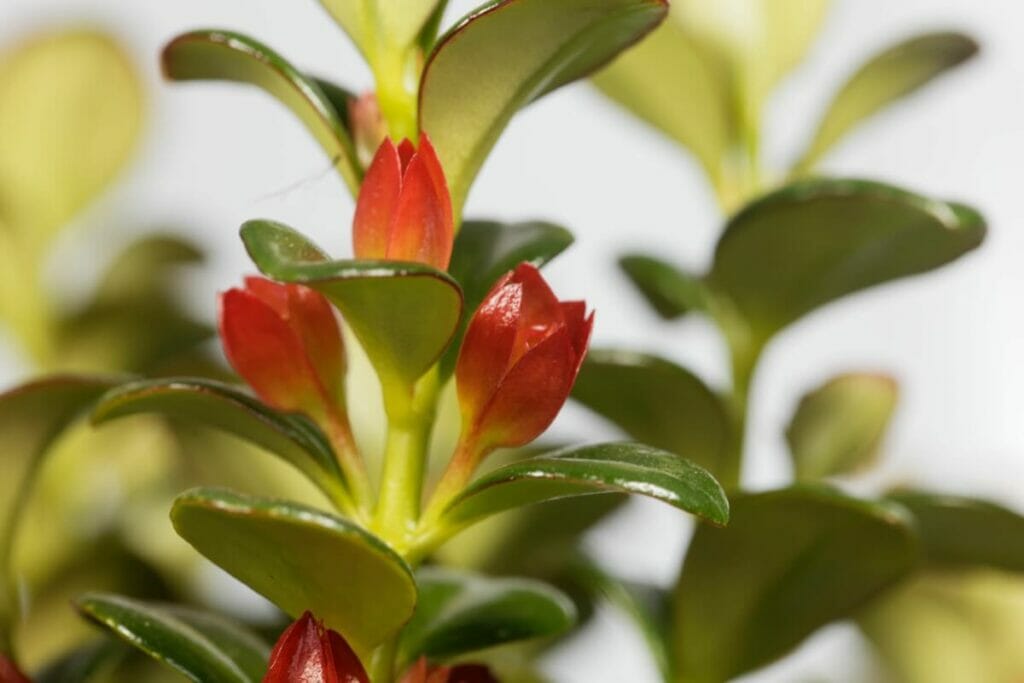 Signes d'un arrosage excessif de la plante du poisson rouge