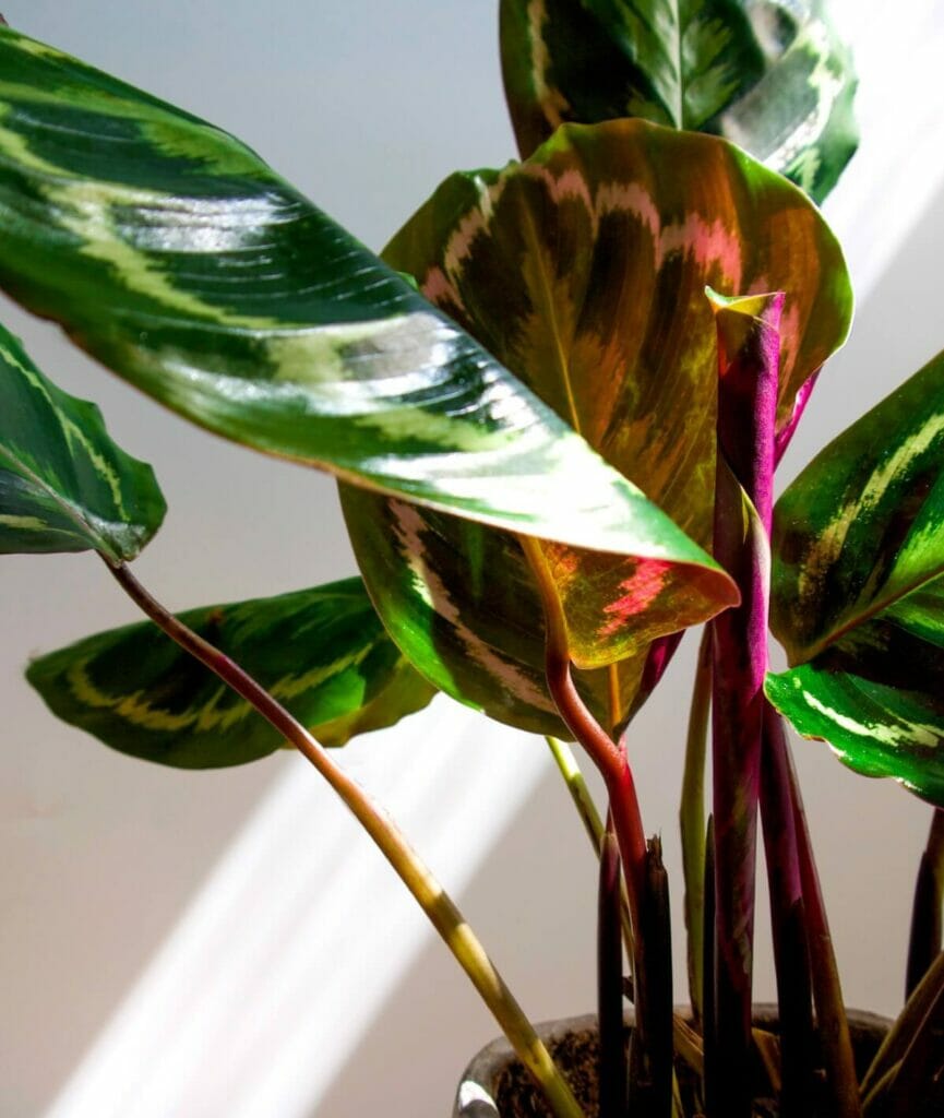 Comment prendre soin du Calathea Medallion à la maison