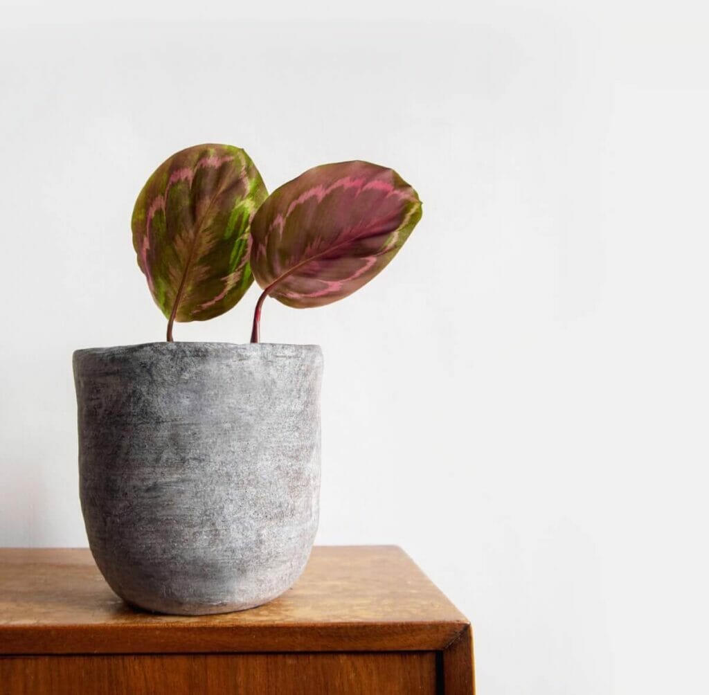 Propagation