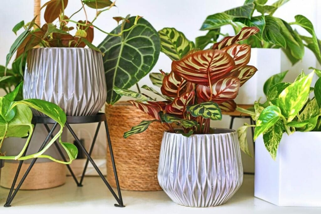 Comment cultiver le Calathea Medallion