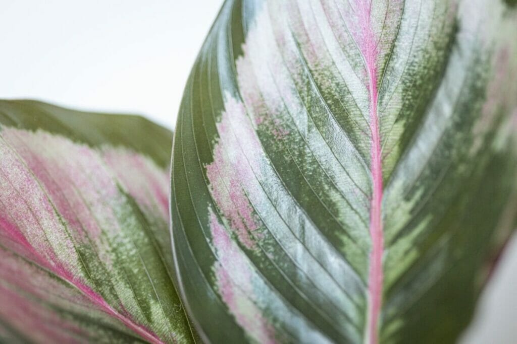 A propos de Calathea Medallion