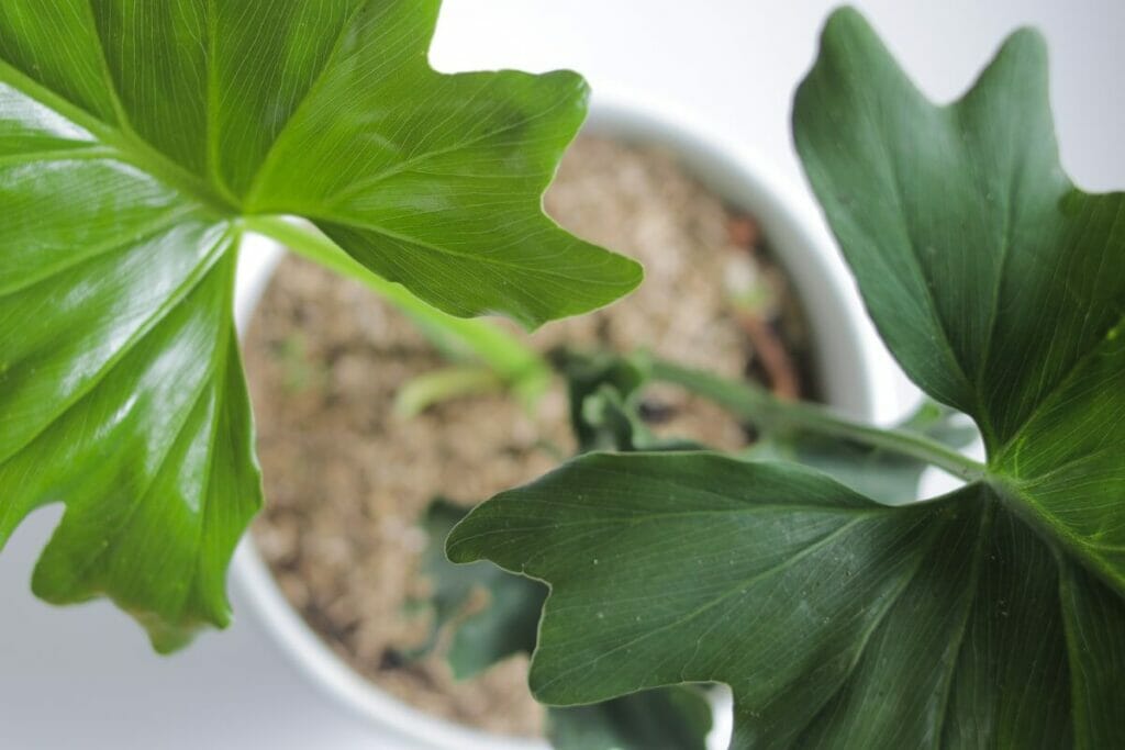 Comment cultiver le Philodendron Hope Selloum
