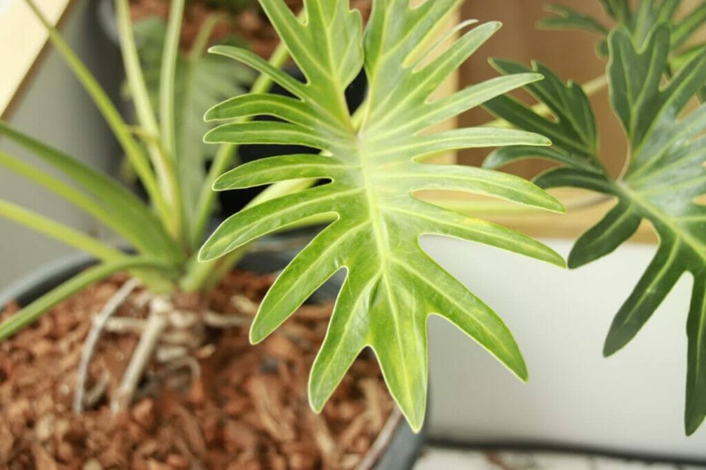 A propos de Philodendron Hope Selloum