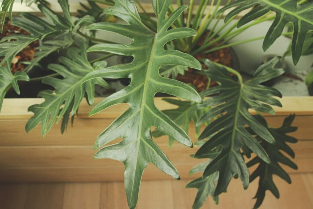 Comment prendre soin du Philodendron Hope Selloum à la maison