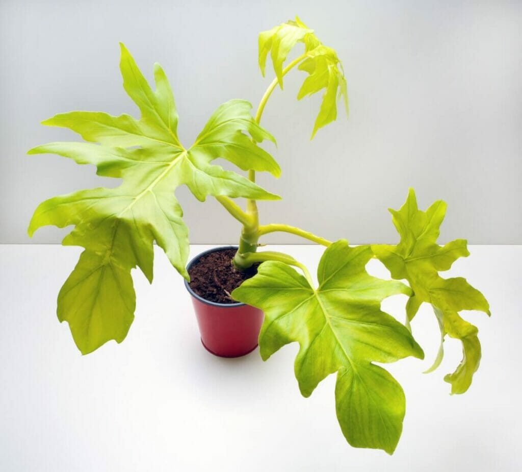Philodendron Hope Selloum Problèmes communs et comment les traiter