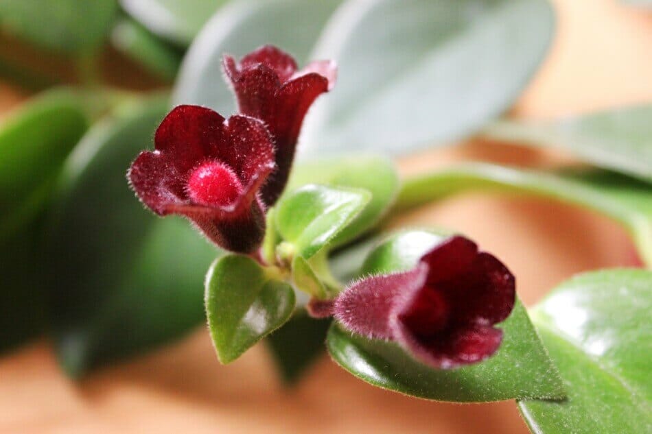 Types populaires de aeschynanthus