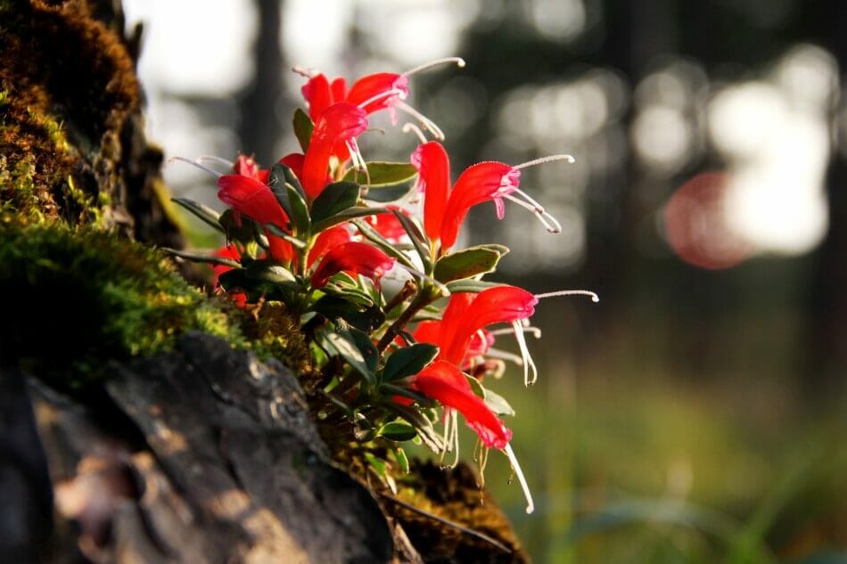 A propos de l'Aeschynanthus Radicans 