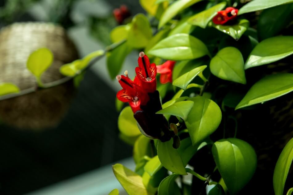 Préférences lumineuses de L'aeschynanthus