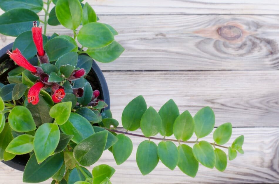 Comment prendre soin des aeschynanthus à la maison