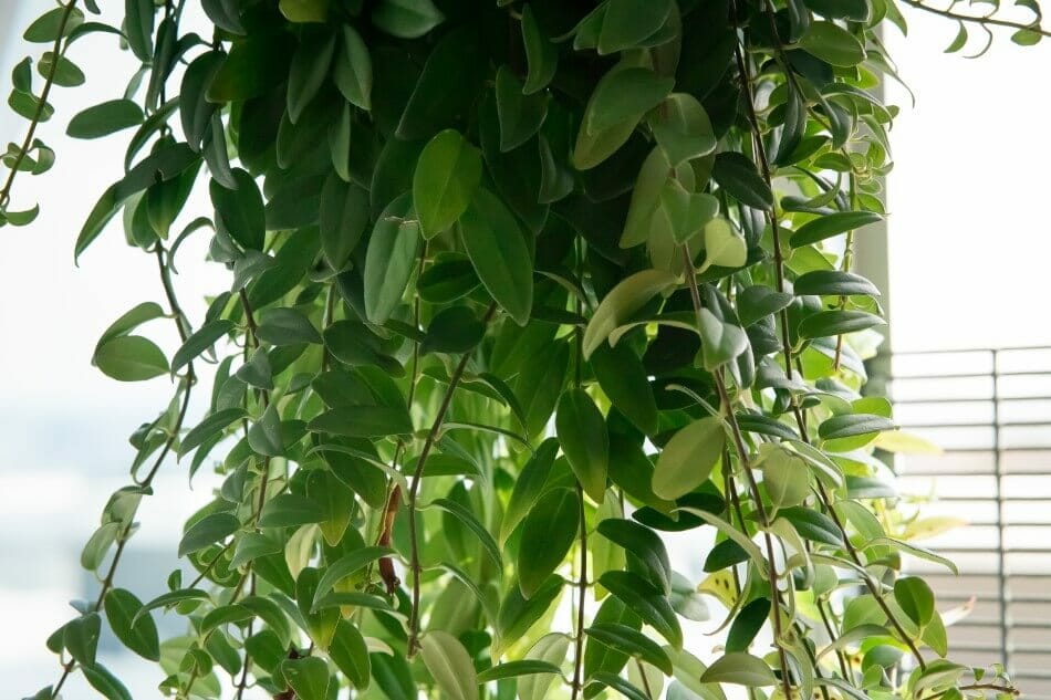 Quand et comment tailler les aeschynanthus