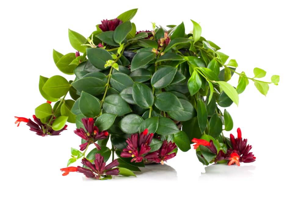 Quand et comment rempoter une aeschynanthus