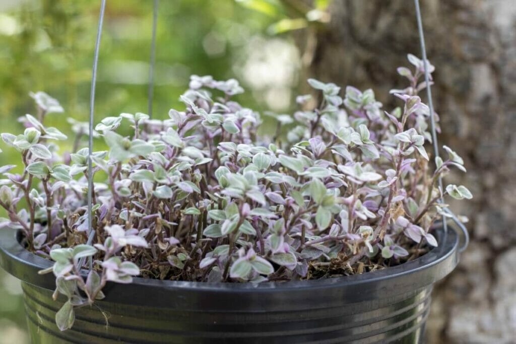 Callisia repens (vigne-tortue) Problèmes et comment les traiter