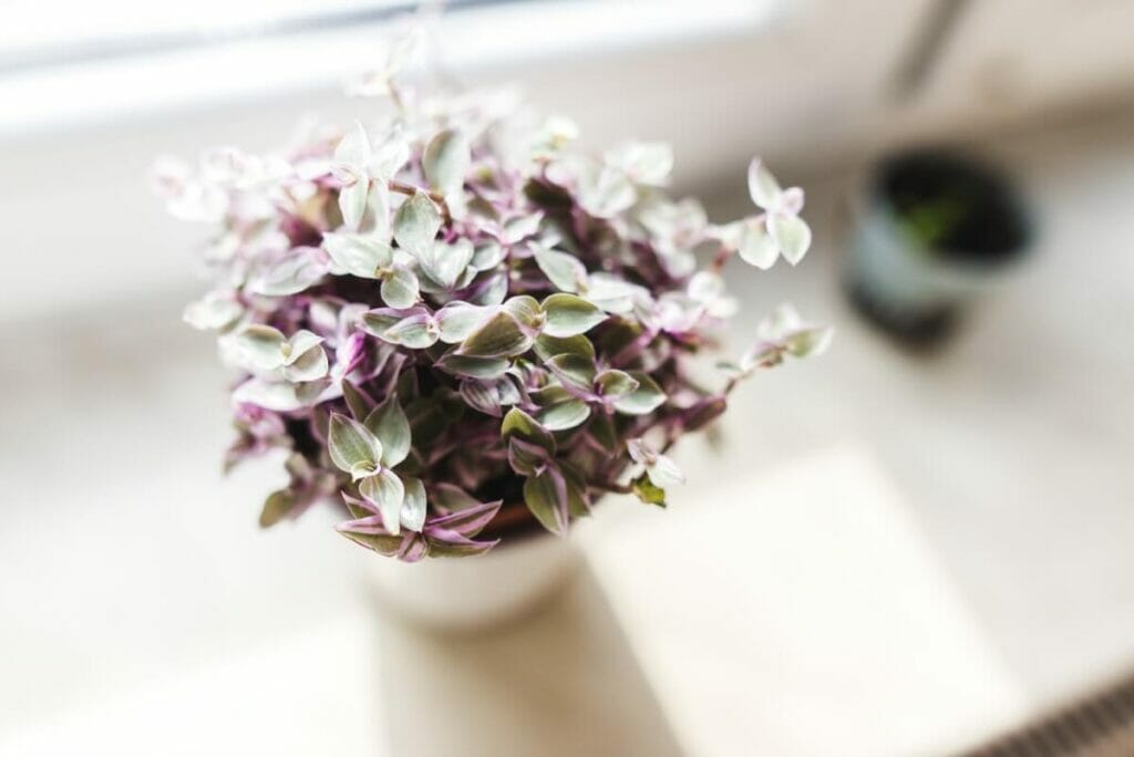 Comment prendre soin de la Callisia repens (liane tortue) à la maison
