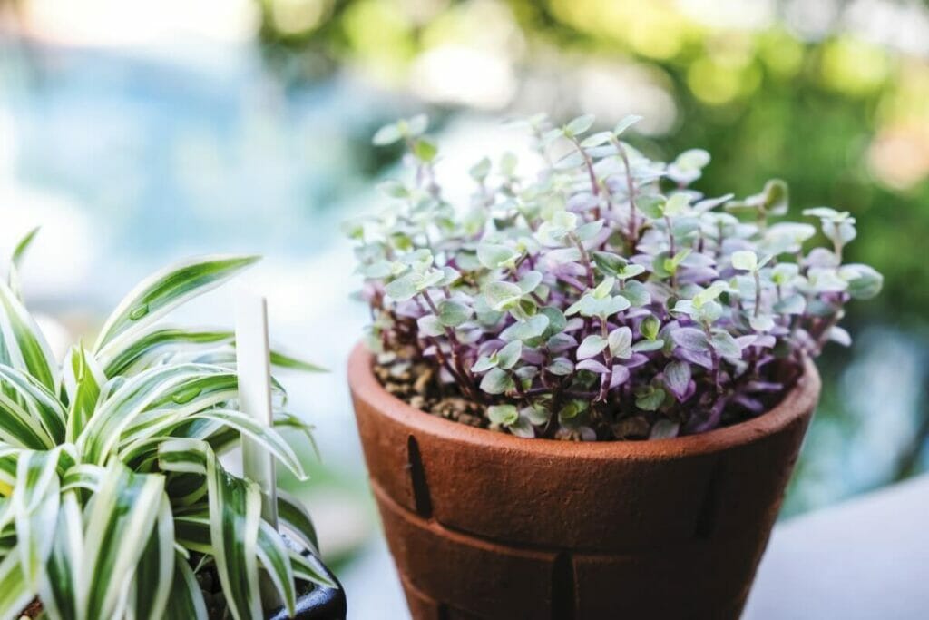 Quel est le meilleur mélange de terre pour Callisia repens ?