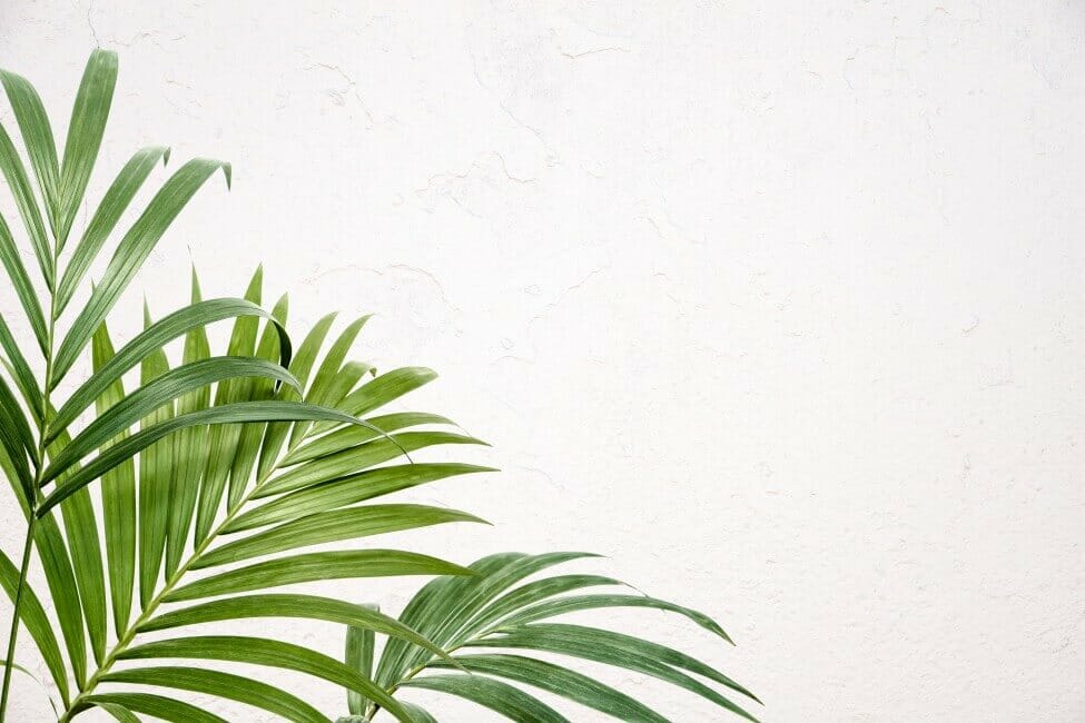 Comment cultiver des palmiers Kentia à l'intérieur à la maison