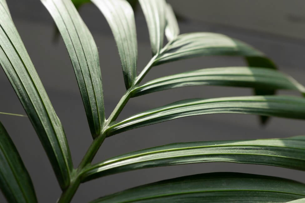 Comment prendre soin des palmiers de Kentia à la maison