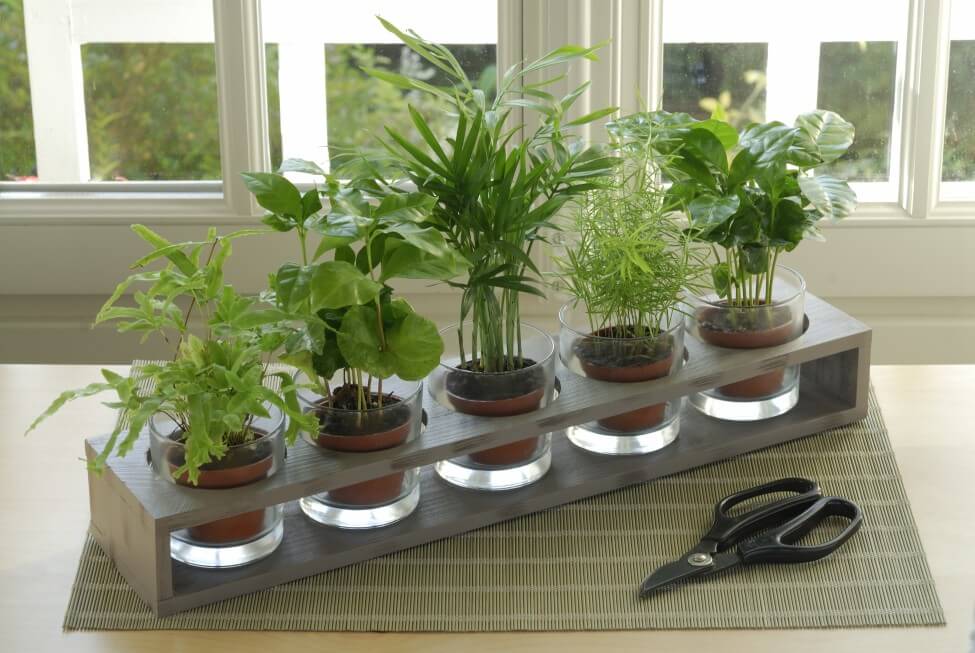 Propagation des palmiers Kentia