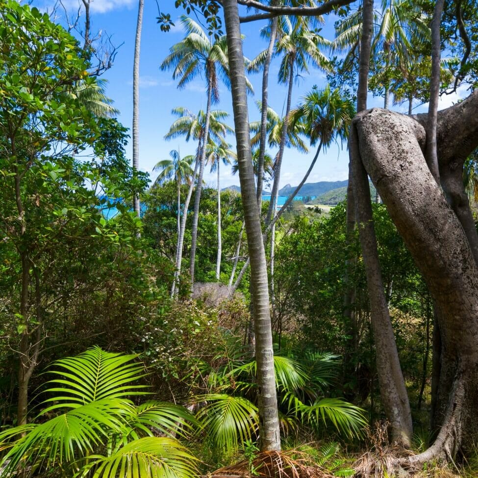 A propos de Kentia Palms