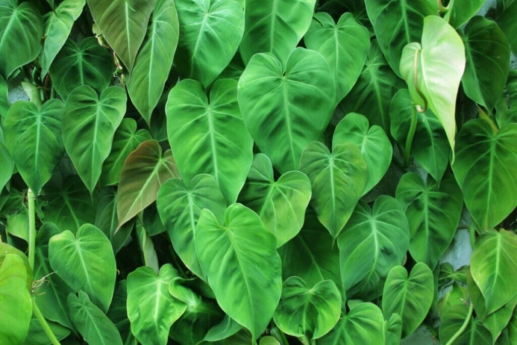 Syngonium podophyllum Espérances de croissance