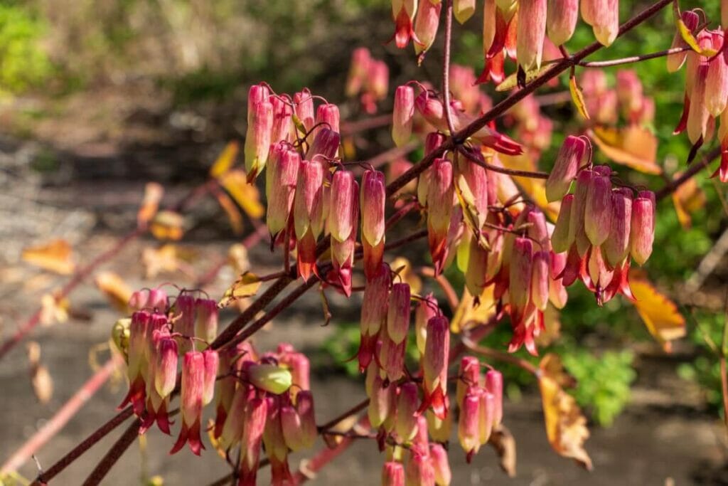 Kalanchoe Pinnata Caractéristiques botaniques