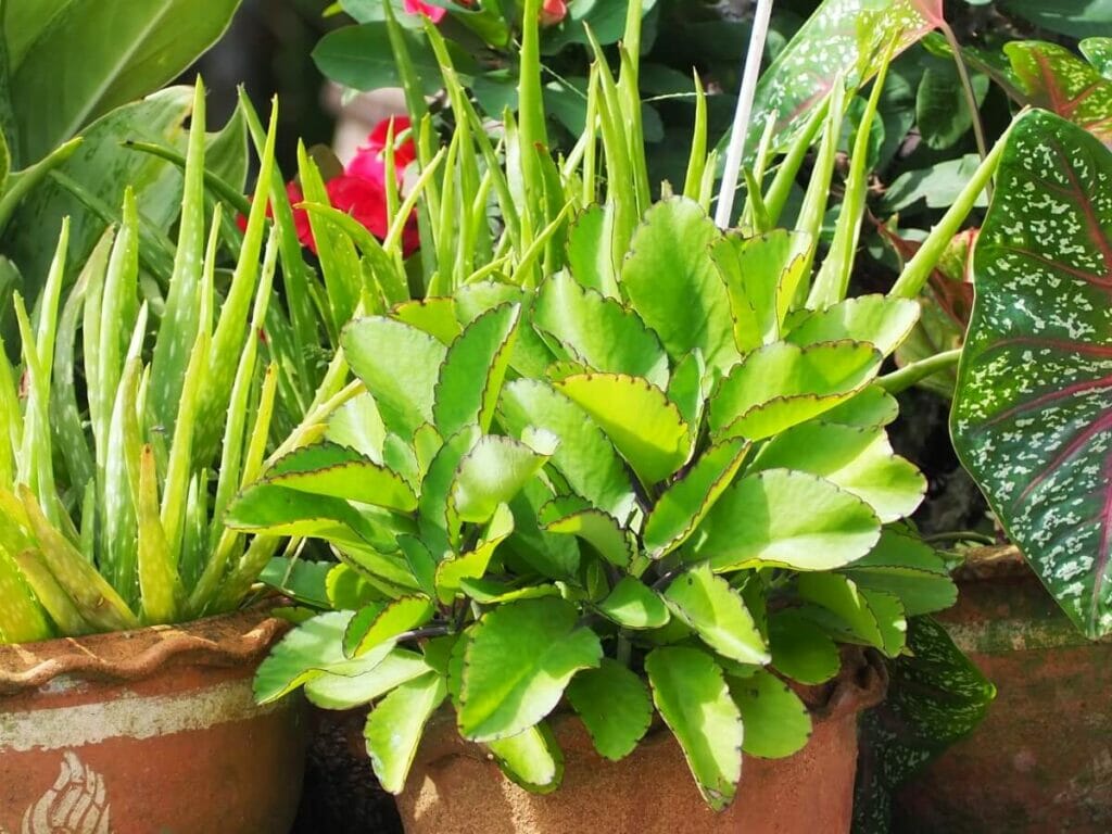 Comment cultiver le Kalanchoé Pinnata (clochettes cathédrales) à la maison