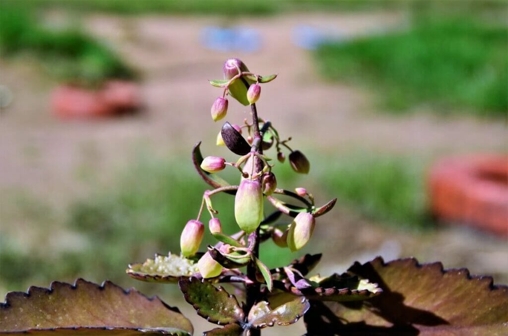 Problèmes courants du Kalanchoé Pinnata et comment les traiter