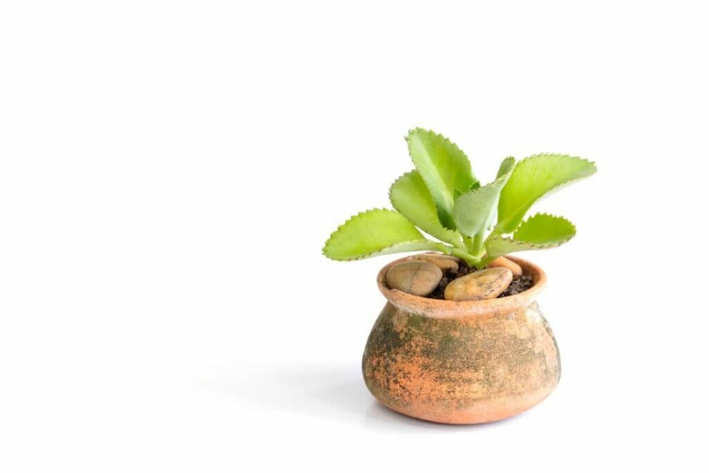 Comment multiplier les plantes de Kalanchoe Pinnata