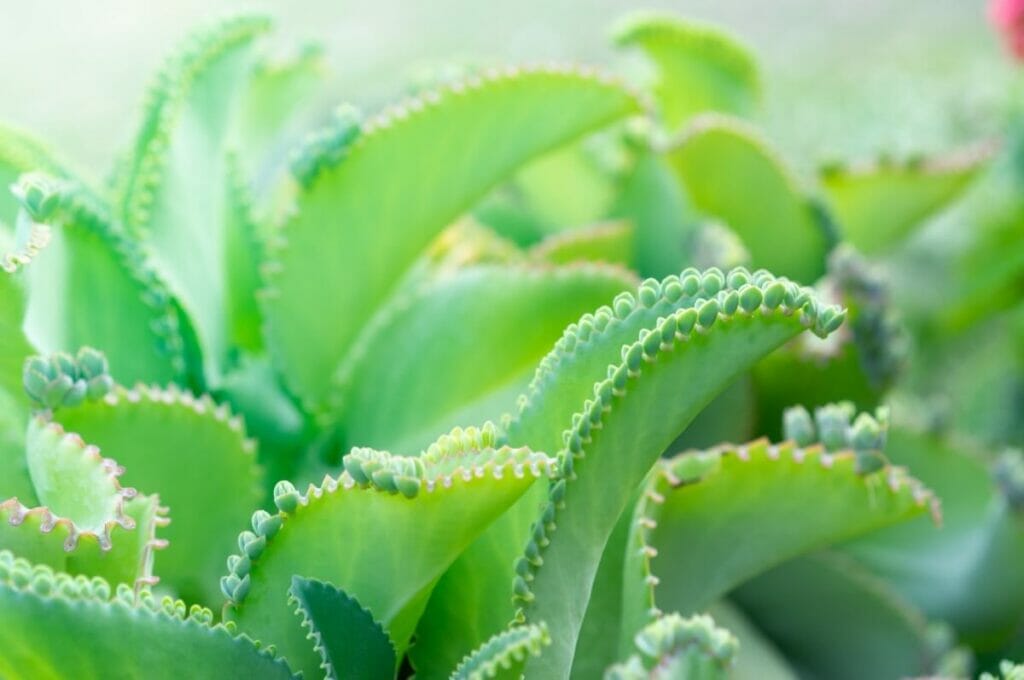 Kalanchoe Pinnata Préférences Légères