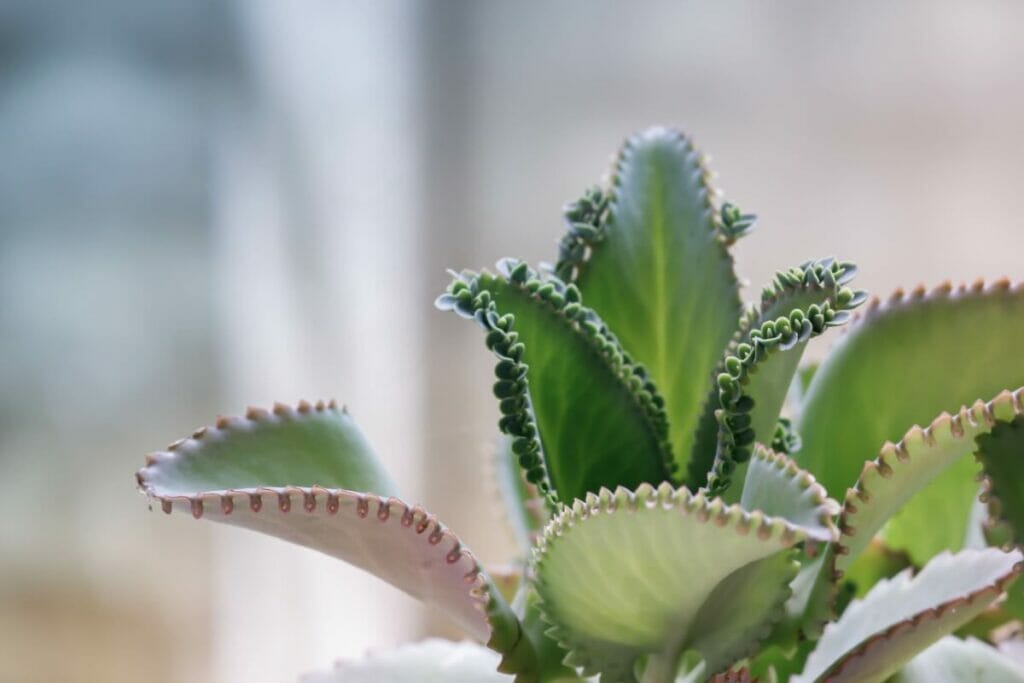 Comment prendre soin du Kalanchoe Pinnata (clochettes cathédrales) à la maison