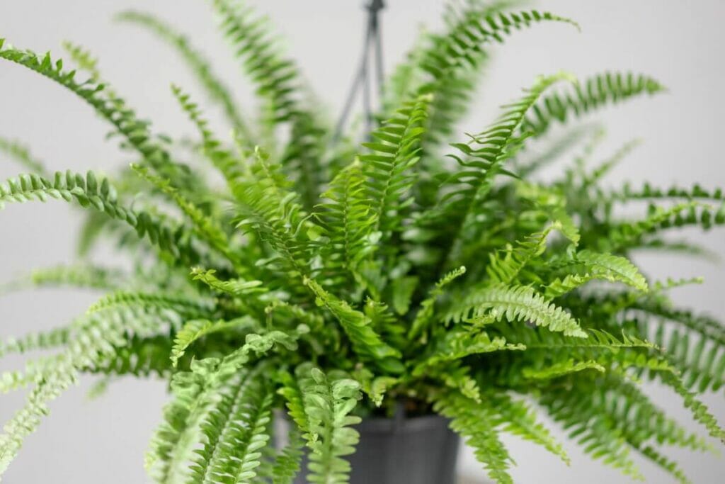 Balance (23 septembre-23 octobre) - Fougères