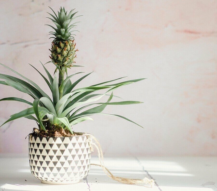 Comment cultiver des plantes d'ananas à la maison