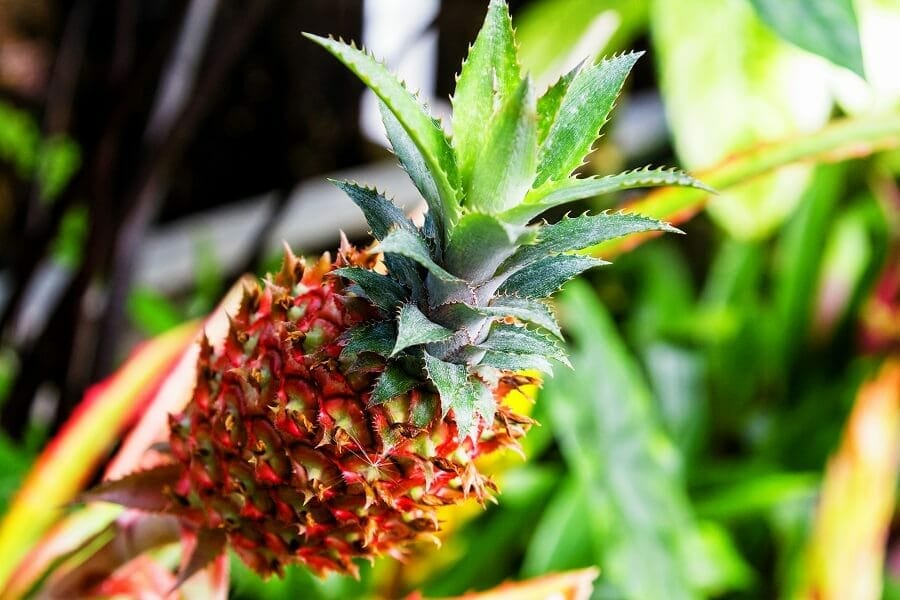 Comment prendre soin des plantes d'ananas