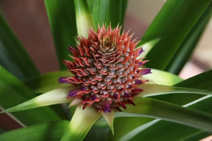 Plante d'ananas Variegatus