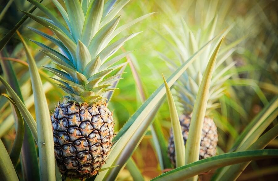 Utilisations et bienfaits de l'ananas