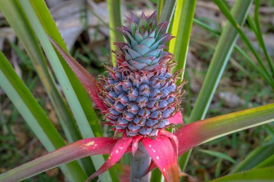 Les problèmes courants des plants d'ananas et comment les traiter