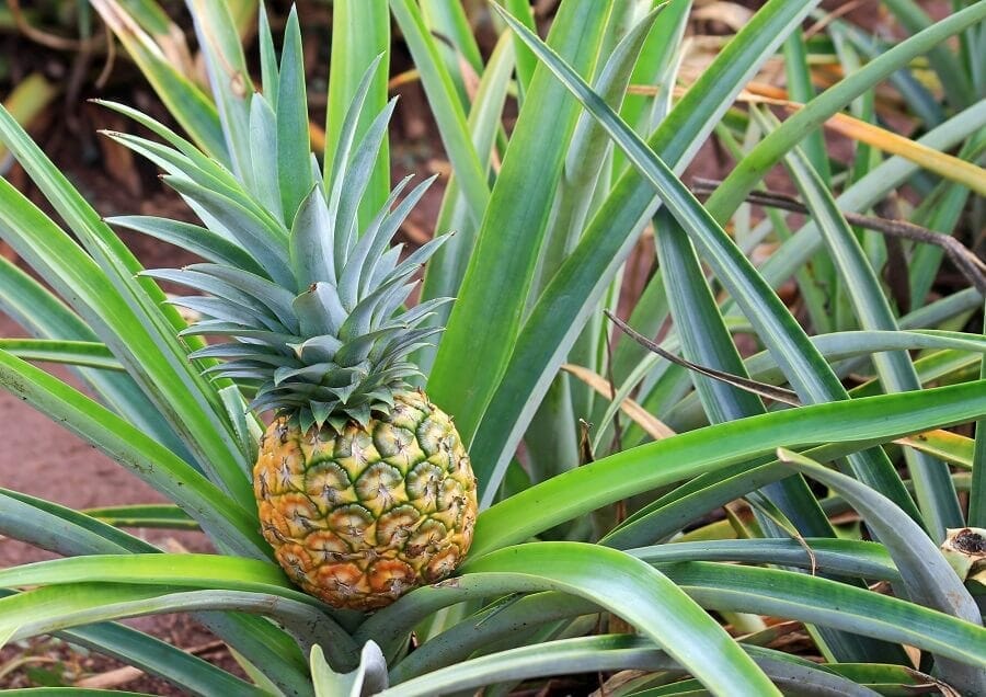 Plante d'ananas Cayenne lisse