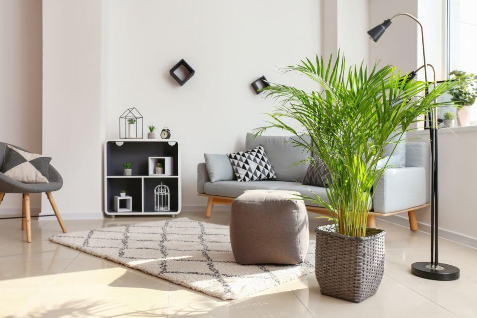 Palmier d'Areca